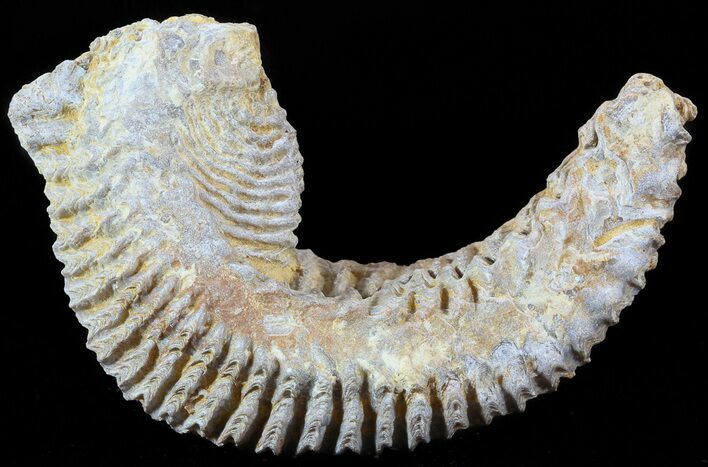 Cretaceous Fossil Oyster (Rastellum) - Madagascar #49872